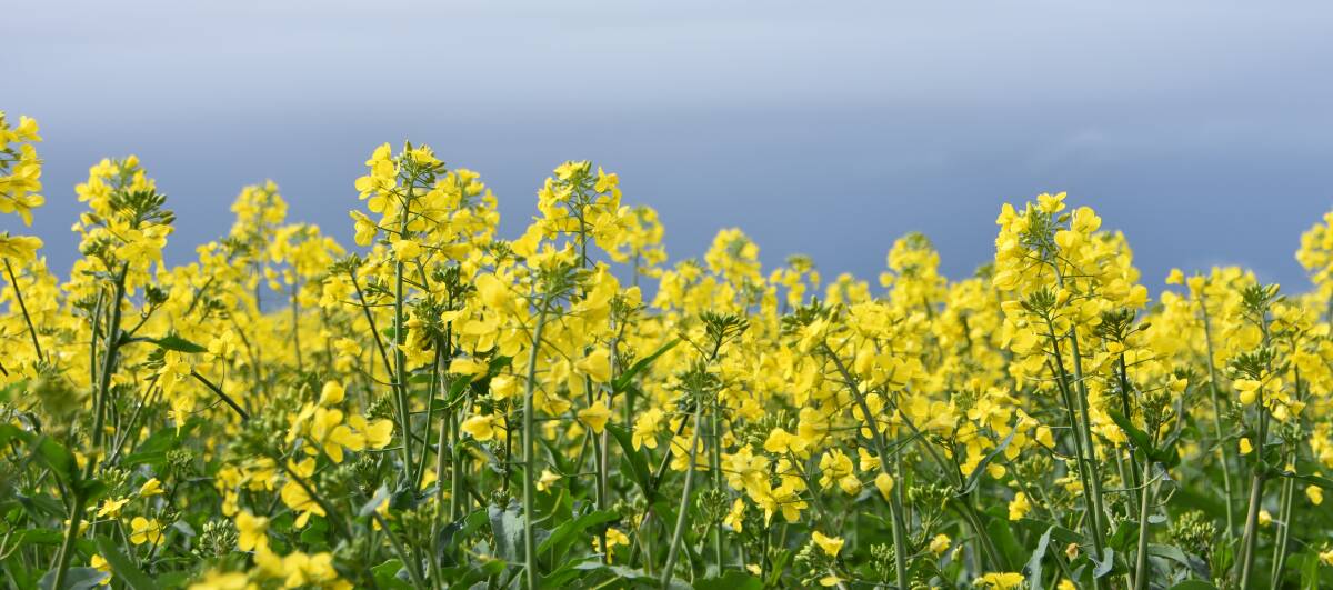 Growers are likely go into harvest more sold on canola than they ever have been previously and sold percentages continue to rise for wheat as the weather remains favourable and pricing has remained reasonably steady around $290-$300/t.

