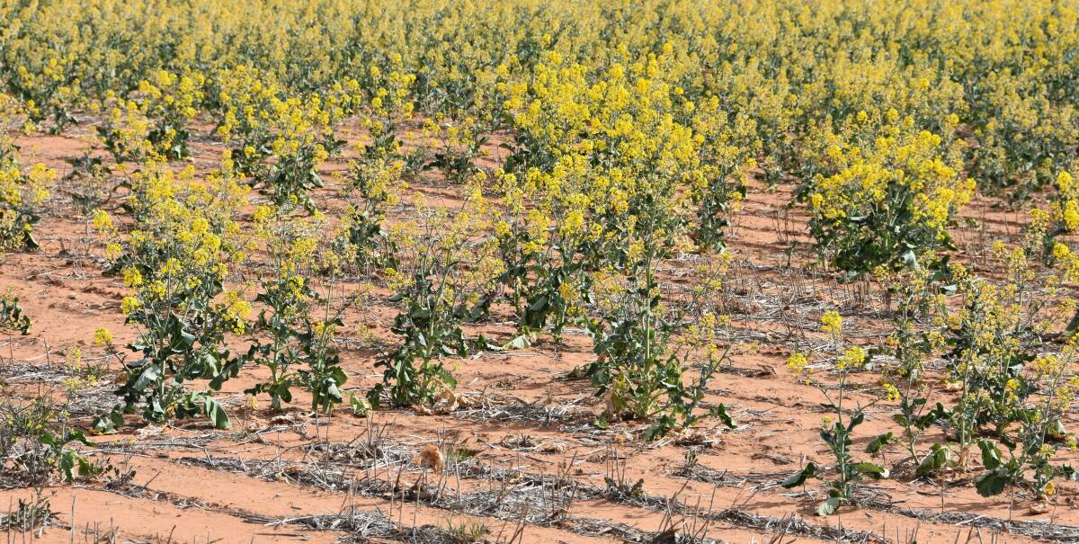 Failing canola crops on the east coast mean crushers will look to source supplies from interstate and potentially even overseas this season.