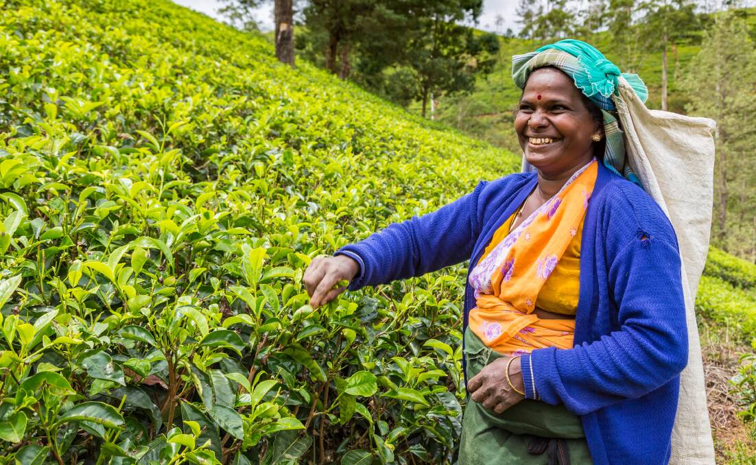 TEA-TOTALLED: Sri Lanka's tea industry, an important cash crop for the nation, has been hit hard by a government edict to move into organic farming. Photo: Shutterstock.