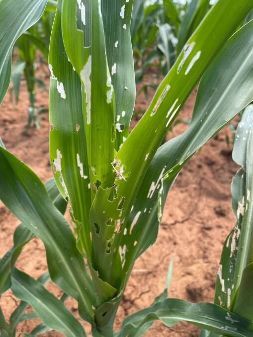 A picture of fall army worm damage in a maize crop in Victoria. Photo contributed by PestFacts.