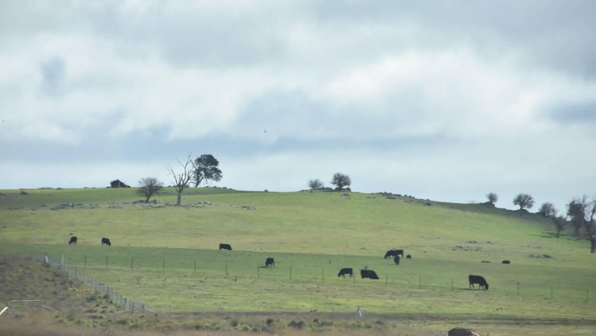 The Yass Valley is part of a number of areas with markedly lower than average winter rainfall this year, this photo from last week showing only a bare minimum of green pick for cattle even though it is already mid-July.