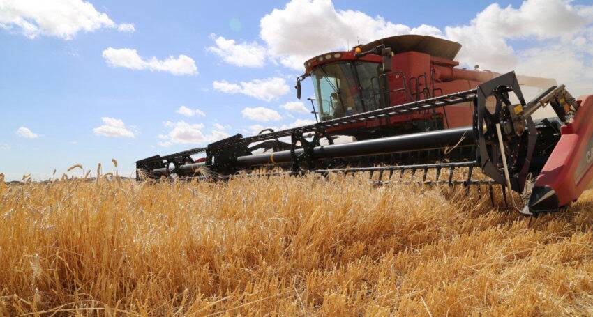 Higher grain prices are being underpinned by low global wheat stocks, especially in export regions, after a year of high demand and supply failures.