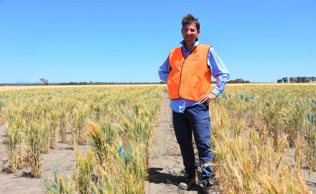 Allan Rattey, Intergrain, with the early generation wheat trials at Horsham.