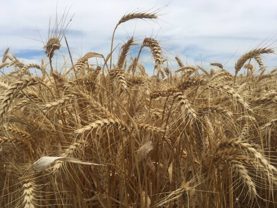 There is no question that demand for high quality Australian wheat and barley remains strong, despite some recent market movements.