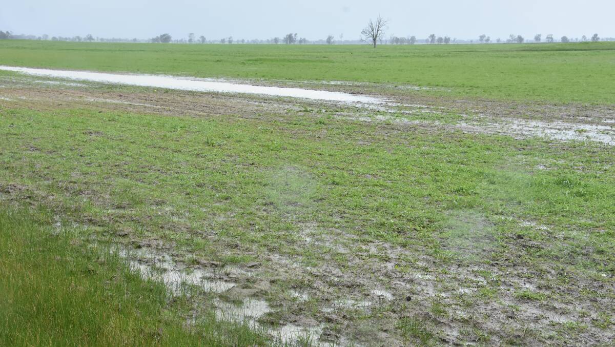 Good rainfall across the Wimmera has boosted cropping prospects.