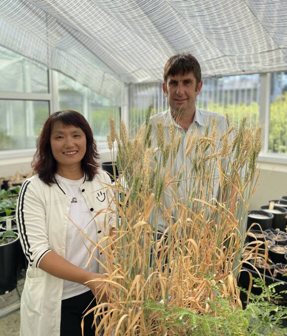 CSIRO researchers Chao Chen and Andrew Fletcher have found in research assisted by the GRDC that yields in WA are staying steady in spite of a drop in rainfall and increase in temperature.