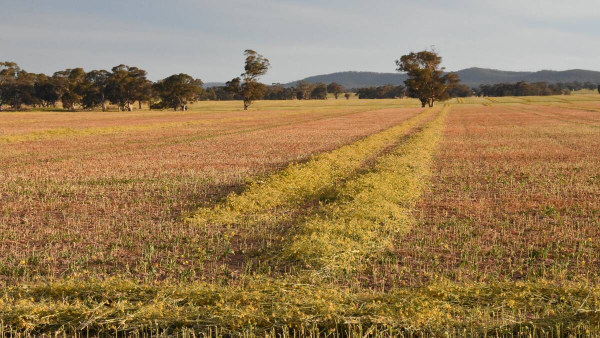 The sight of canola crops cut for hay was common across the nation once again this year.