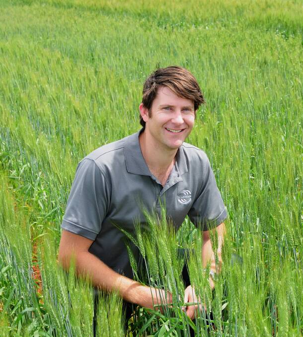 Intergrain wheat breeder Dan Mullan is delighted the company's new variety has dual AH and APWN classification. 