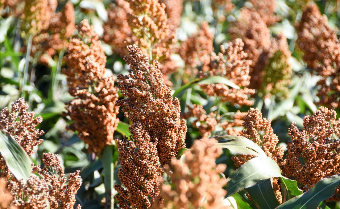 Chinese buyers are keenly snapping up Australian sorghum.