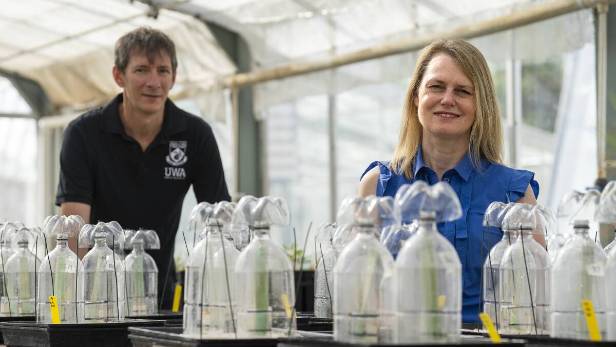 UWA researchers Paul Damon and Louise Barton have been working on a project looking at nitrogen losses. Photo courtesy of the GRDC.