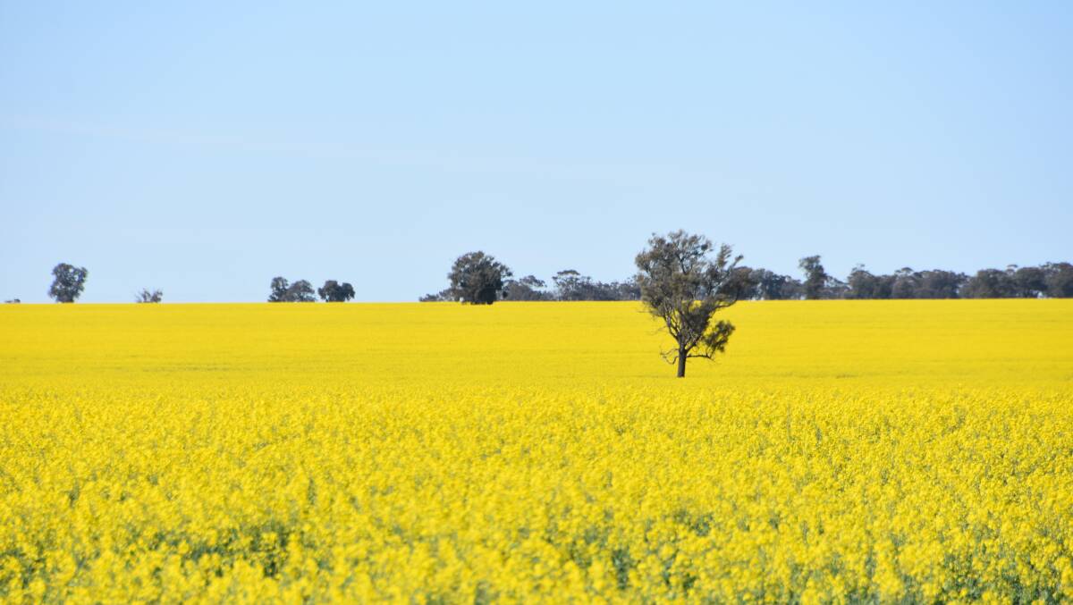 Aussie canola growers have crops with good potential, such as this one in the Wimmera this week, and are likely to have record prices to go with it.