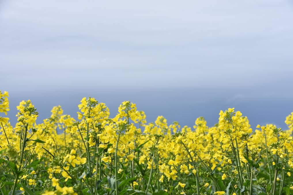 Production and pricing prospects for canola appear bright, with markets at some local depots hitting around $900 per tonne.