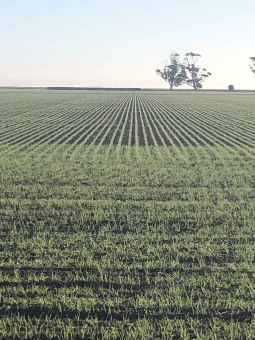 New season crops through south-eastern Australia look good following a kind autumn break.