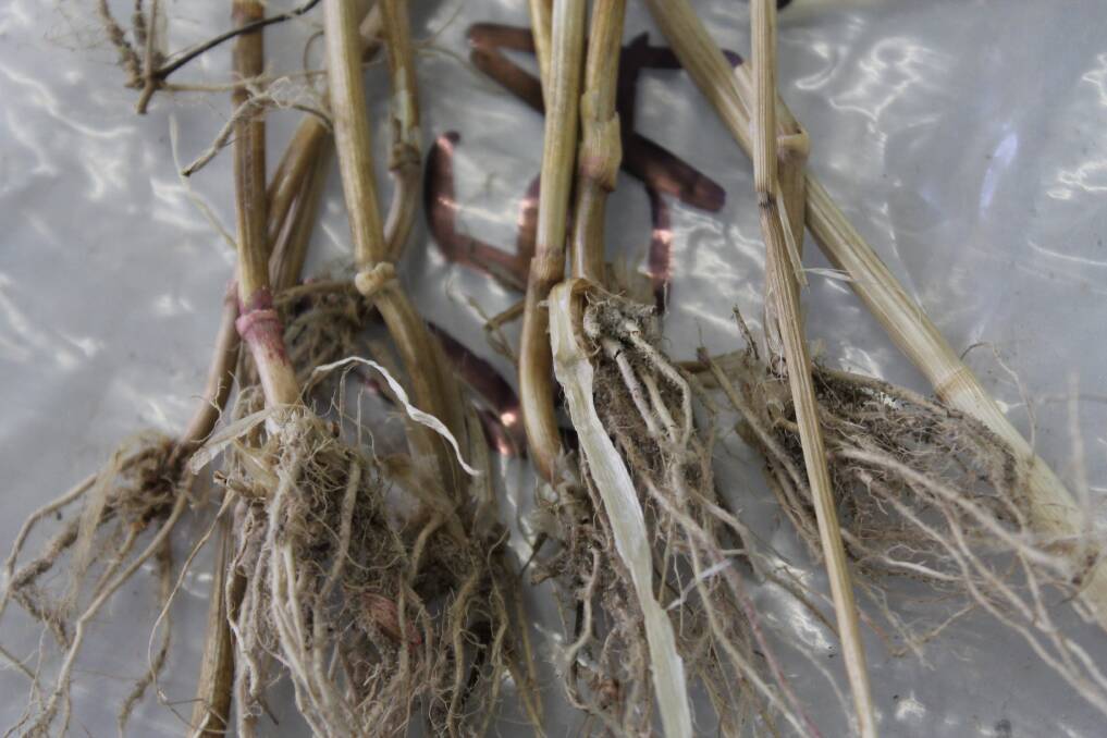 Crown rot causes significant damage to wheat crops.
