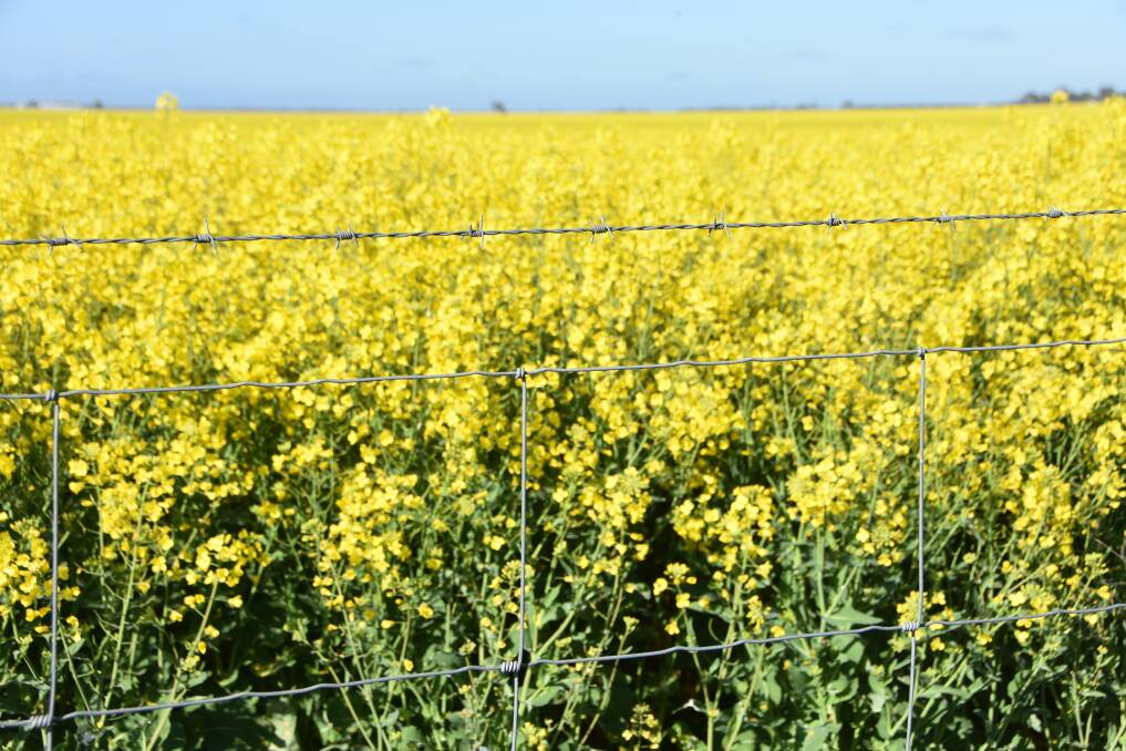 Domestic canola prices will be influenced by the ability of the market to move seed to port and export it to meet delivery against futures contracts.