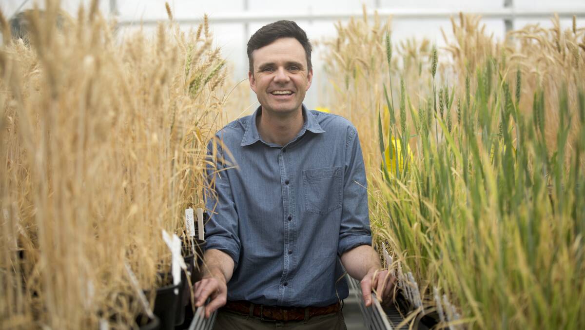 OPTIMAL TIMING: James Hunt, La Trobe University, is working to try and find the optimum flowering dates for all wheat and barley varieties used in Australia as part of the National Phenology Initiative.