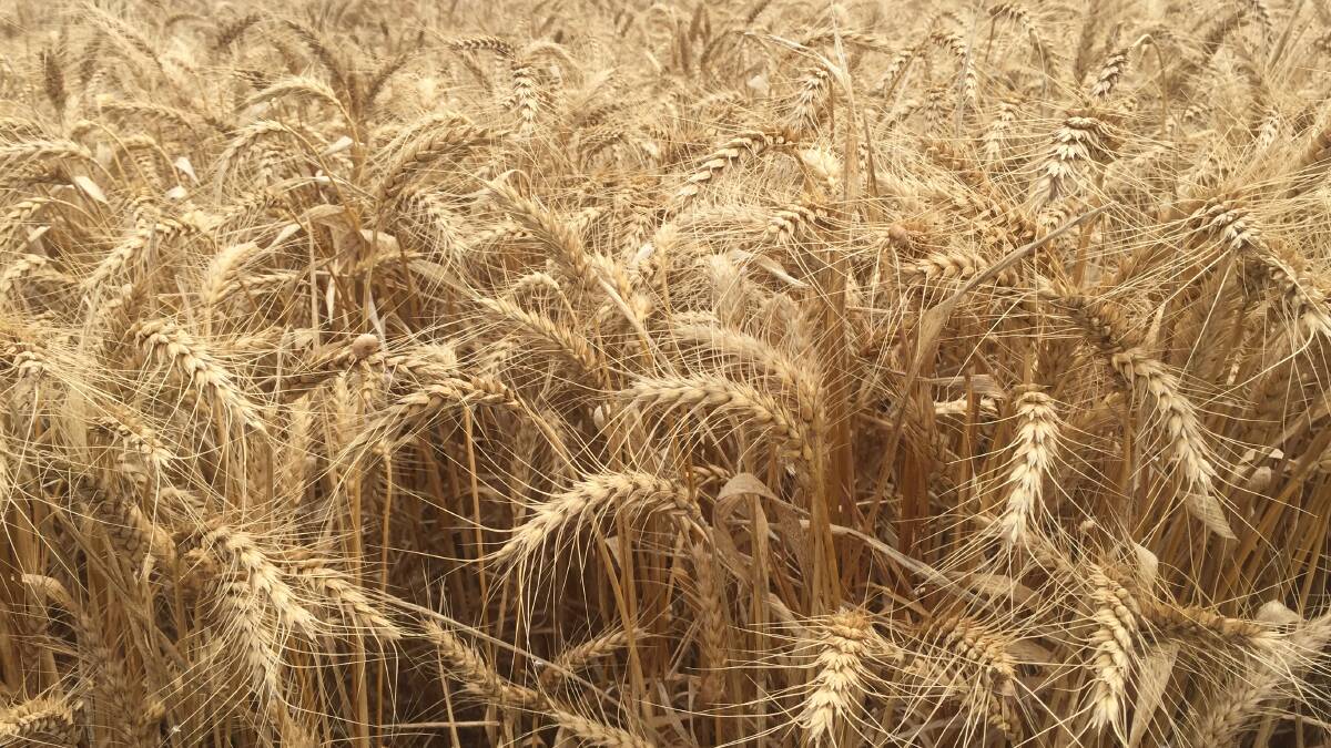 Researchers have finally mapped the wheat genome.