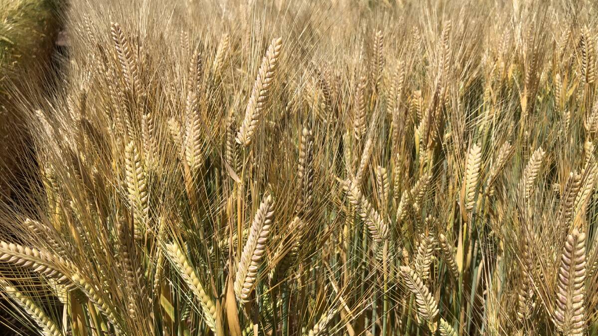 CHANGING MARKETS: In the wake of China's barley tariff decision this week, Australian industry attention is turning to other markets, such as the Middle East.