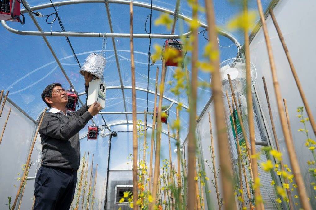 FAST FORWARD: Researchers are genetically advancing crops to meet the challenges of future farming, including introducing heat tolerance to canola. PHOTO: Evan Collis