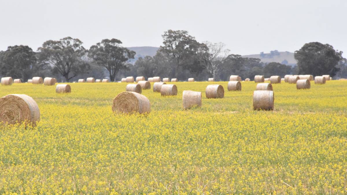 Paddocks of canola cut for hay following a horror year for frost in Victoria.