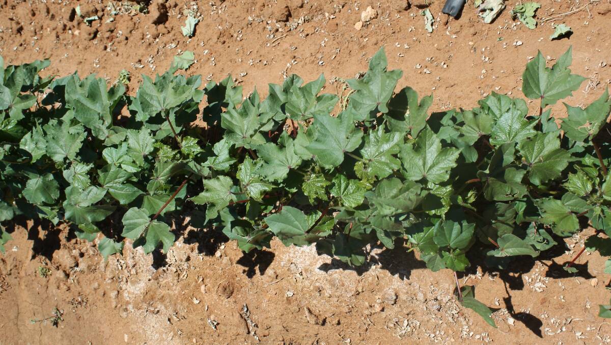 DRY ARGUMENT: Dryland cotton has proved a popular choice this year.