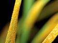 Fungal diseases cost the grains industry billions a year. Photo courtesy of CSIRO.