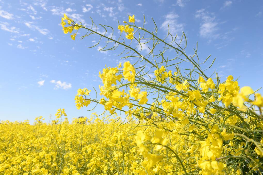 At current values, AWB has predicted that canola prices are shaping-up as some of the best value in the domestic market.