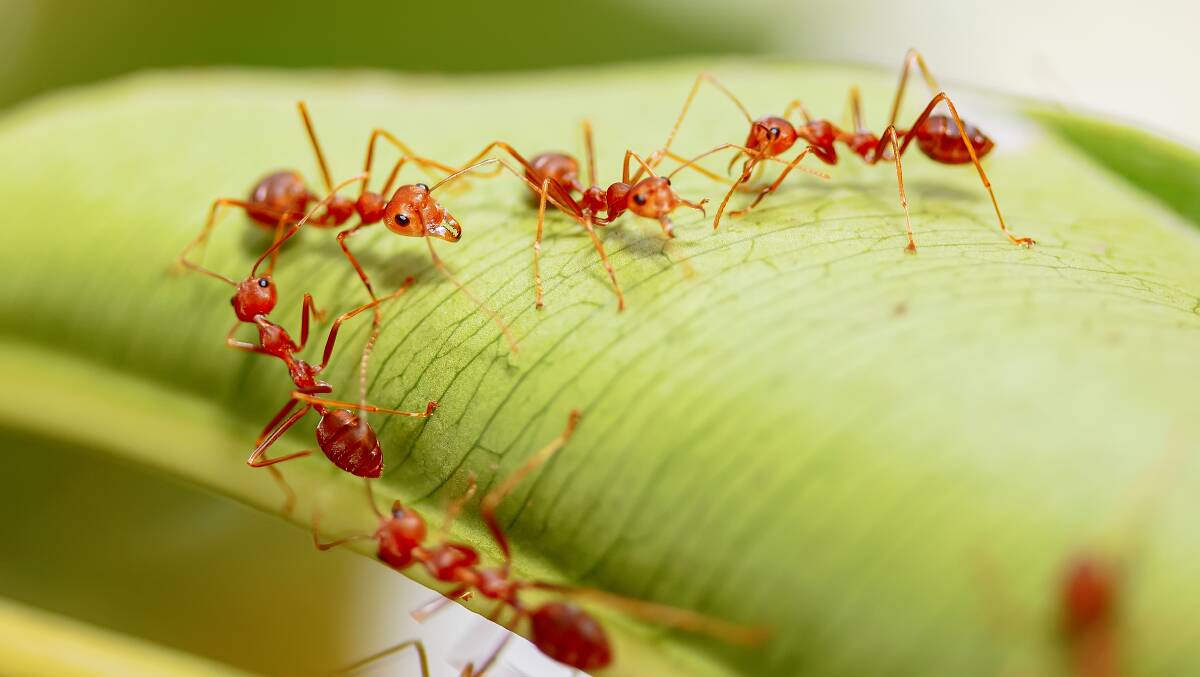 Fire ants pose a major risk for agriculture. Photo via Shutterstock.