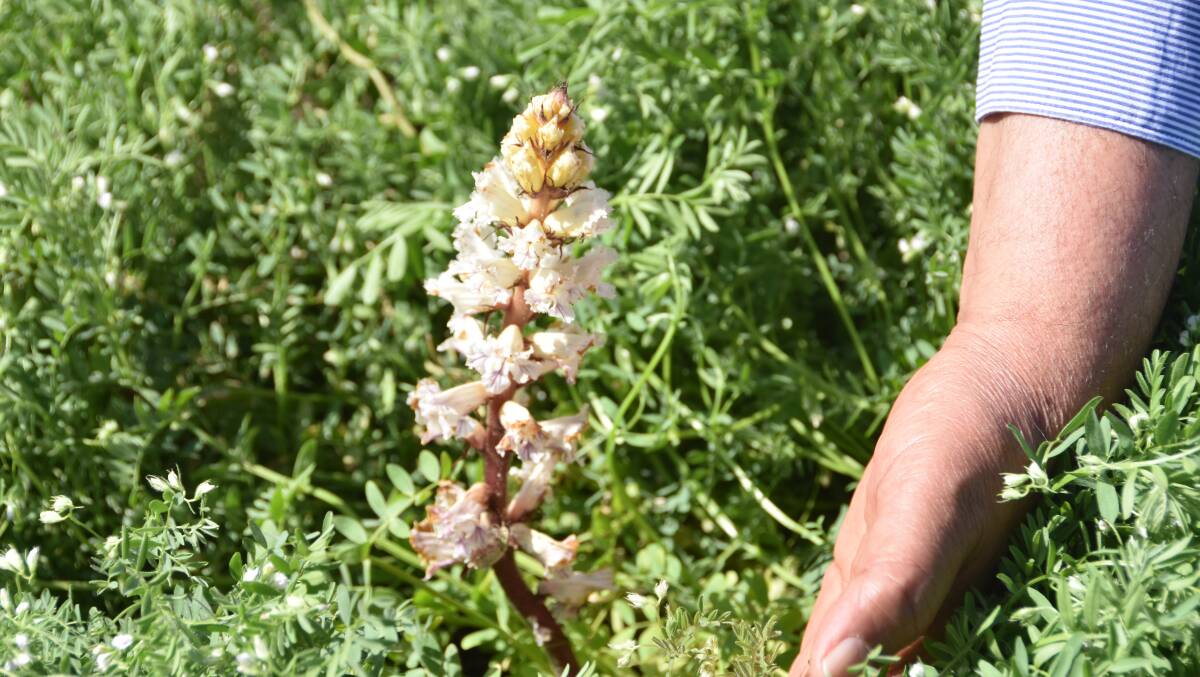 Orobanche is a very difficult weed to eradicate.