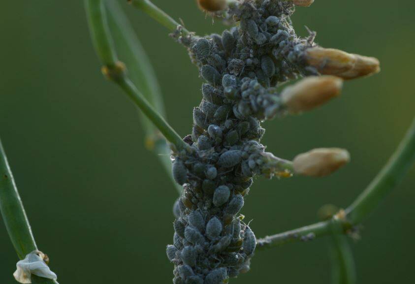 A new insecticide is expected to be strong on controlling pests such as aphids. Photo: Cesar.