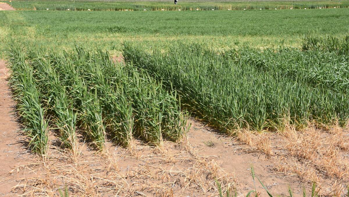 It is believed the GM wheat volunteers found in Washington state in the US may be descended from plants grown as part of GM wheat trials in the area years ago.