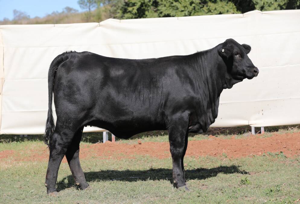 Lot 54 Belview Topaz T019, sired by Suhn's Business Line 30D26. Picture supplied