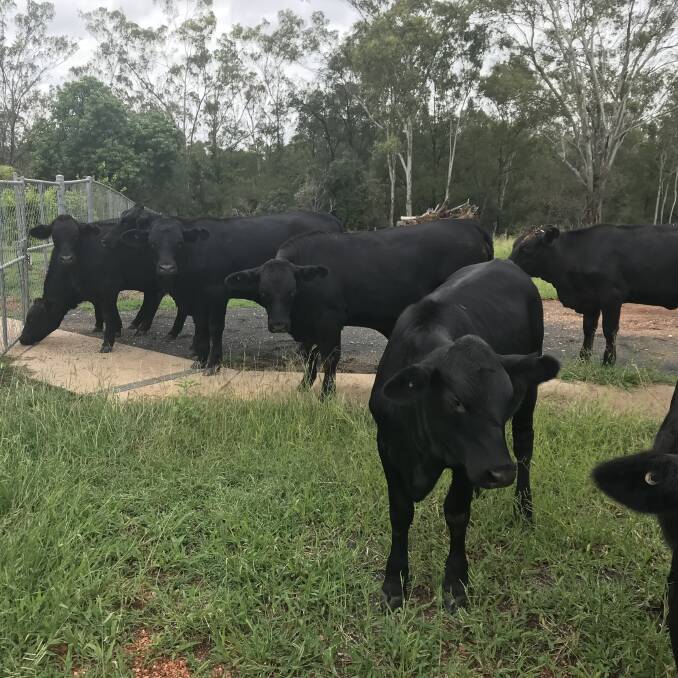 Options: The cross-bred progeny by the Cooks' Ascot bulls are mainly sold as steers, but they also put them on boats, through stores or sell on AuctionsPlus.