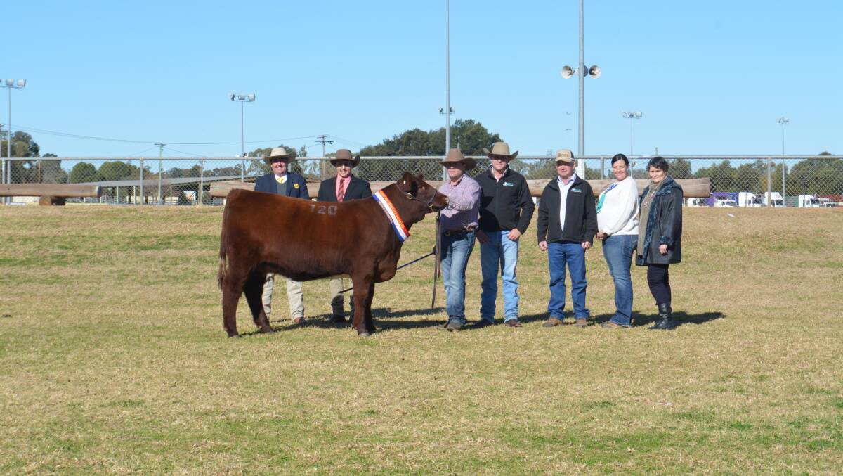 The $51,000 sale-topping female of the 2022 sale, Sprys E.S. Primrose S14, with buyer representative James Brown, Ray White GTSM, Albury, auctioneer Lincoln McKinlay, Elders, Inverell, and vendors Ash and Jane (second right) Morris, AJM Shorthorns, Young, and Matt Spry, Spry's Shorthorns, Tamworth and Gerald and Lynden (right) Spry, Spry's Shorthorns, Wagga Wagga. 