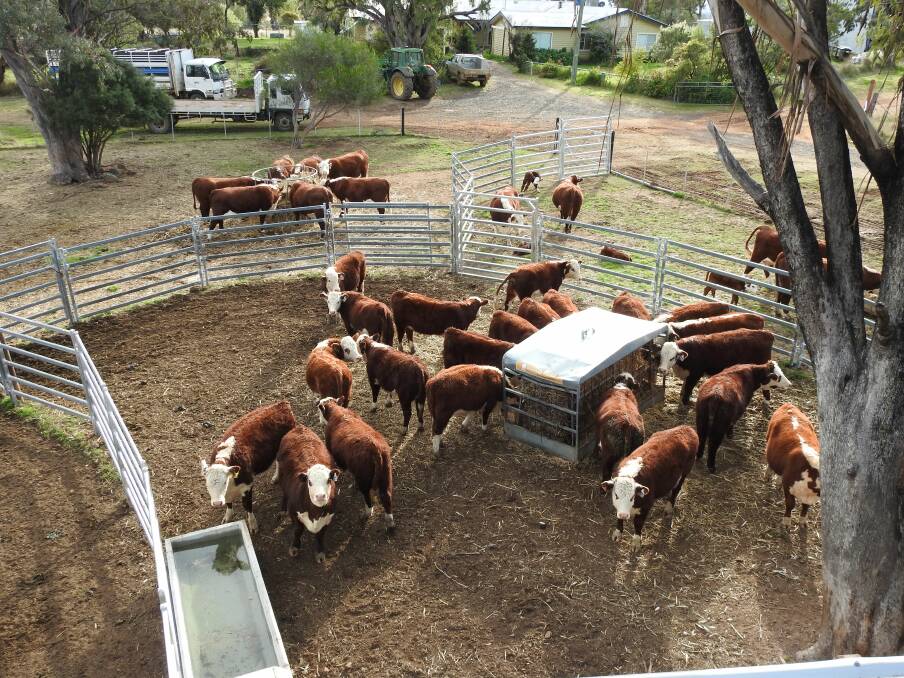 The Swanvale Herefords stud herd currently consists of horned and polled females which are run in conjunction with their commercial herd. Picture supplied