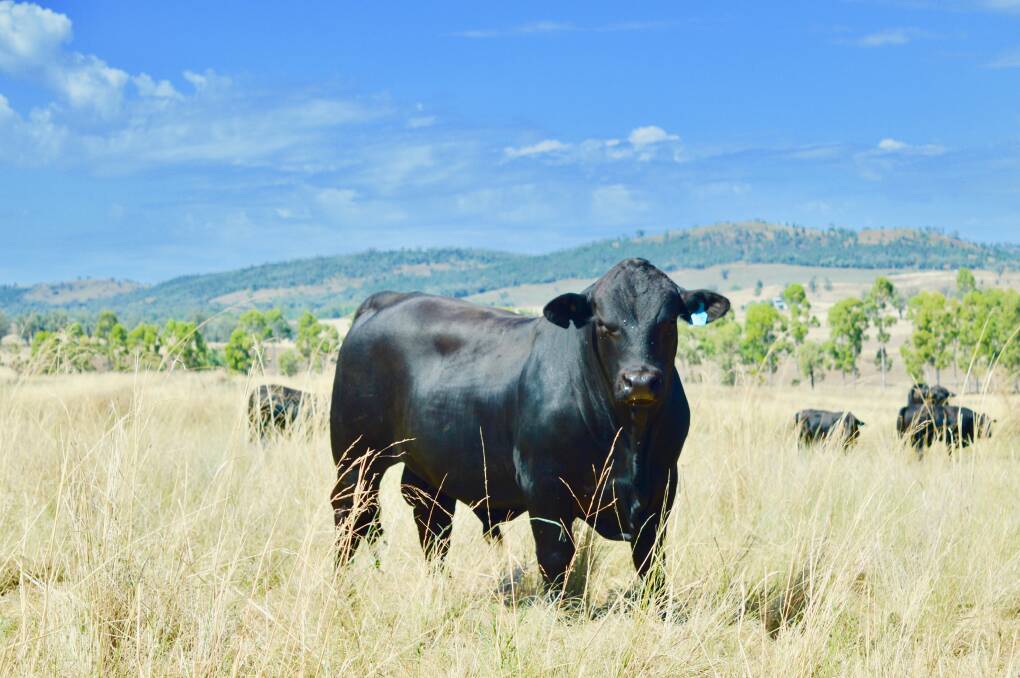The Brangus breed has proved its adaptability over the years for the Jorgensens. Picture supplied