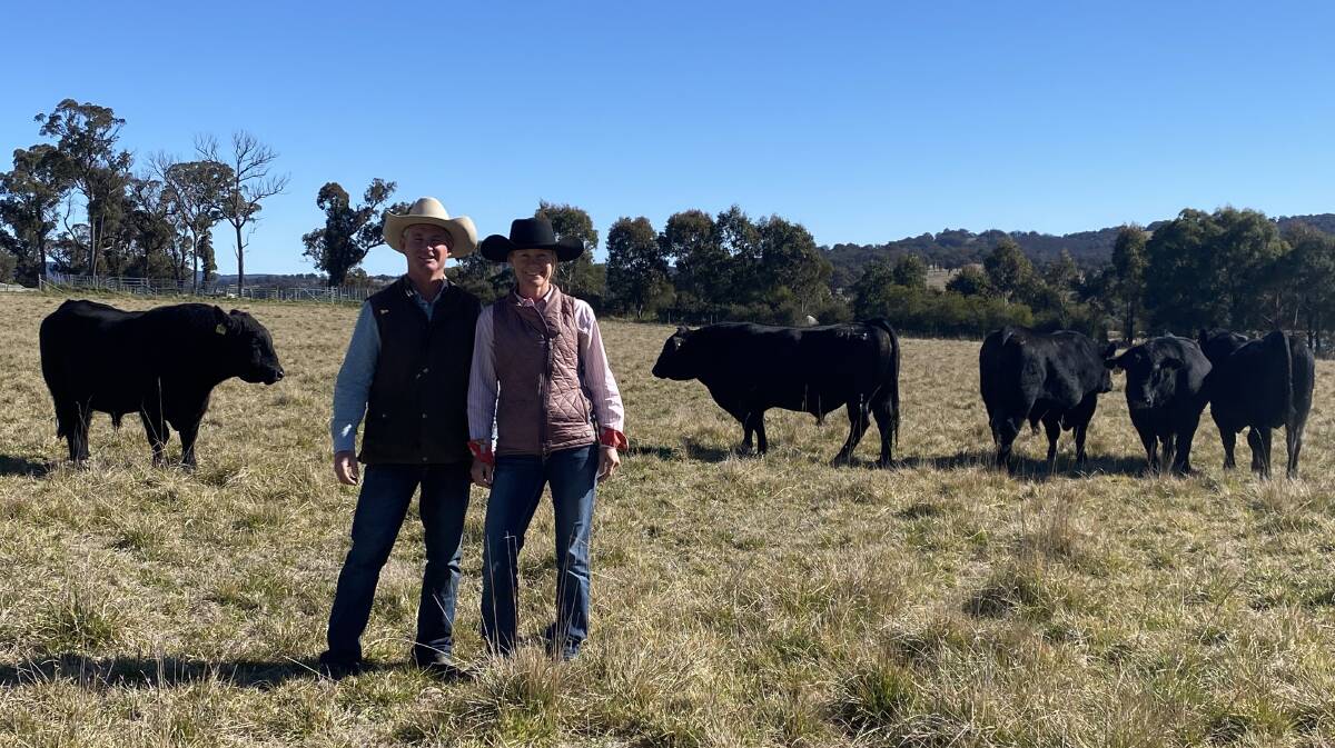 Great genetics: Mark and Camilla Tonkin on their property Wyndella, in Armidale, with a selection of rising three-year-old bulls from Bald Blair Angus.