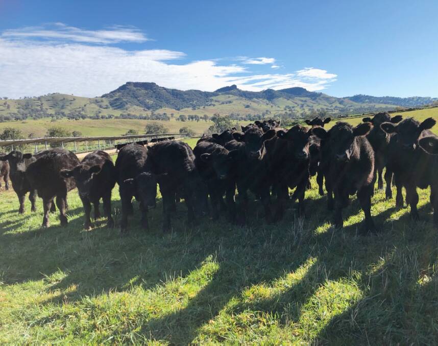 Destination: The Parkinsons will sell their current weaner steers (pictured in June at 340kg) to JBS Albury from August through December at close to 500kg.