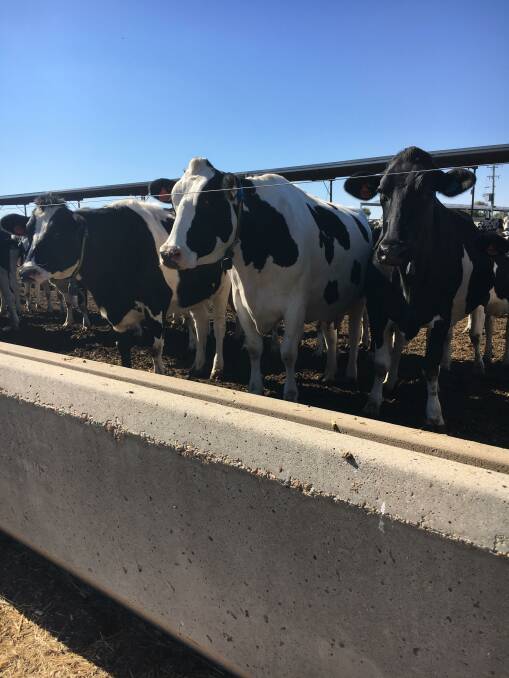 The operation: The Litchfields milk 800 Holstein cows each year out of a total milking herd of 950 head with their flat milk supply sold into the year-round milk markets.