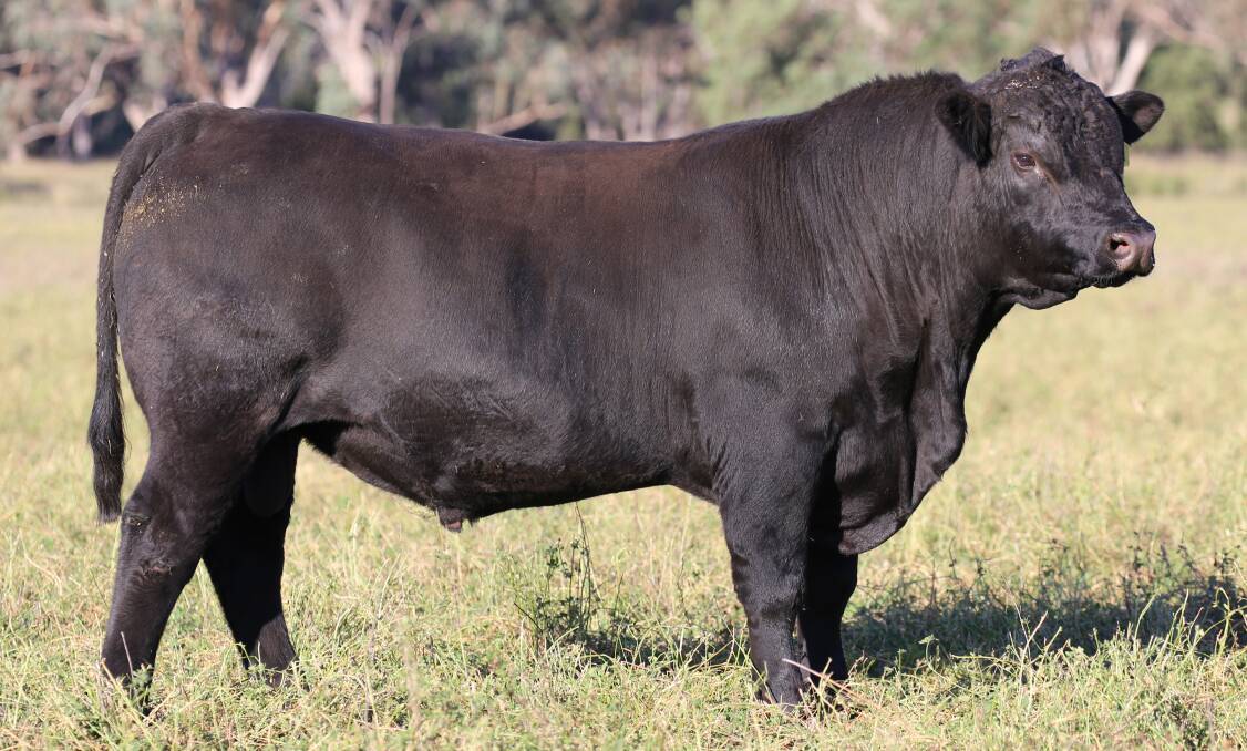 The 24th Booragul Angus bull sale being held at Downfield in Piallaway on Thursday, July 13, will see 75 bulls offered. The sale will feature NTV21R154, the first of many Dunoon Prime Minister sons to be catalogued. Pictures supplied