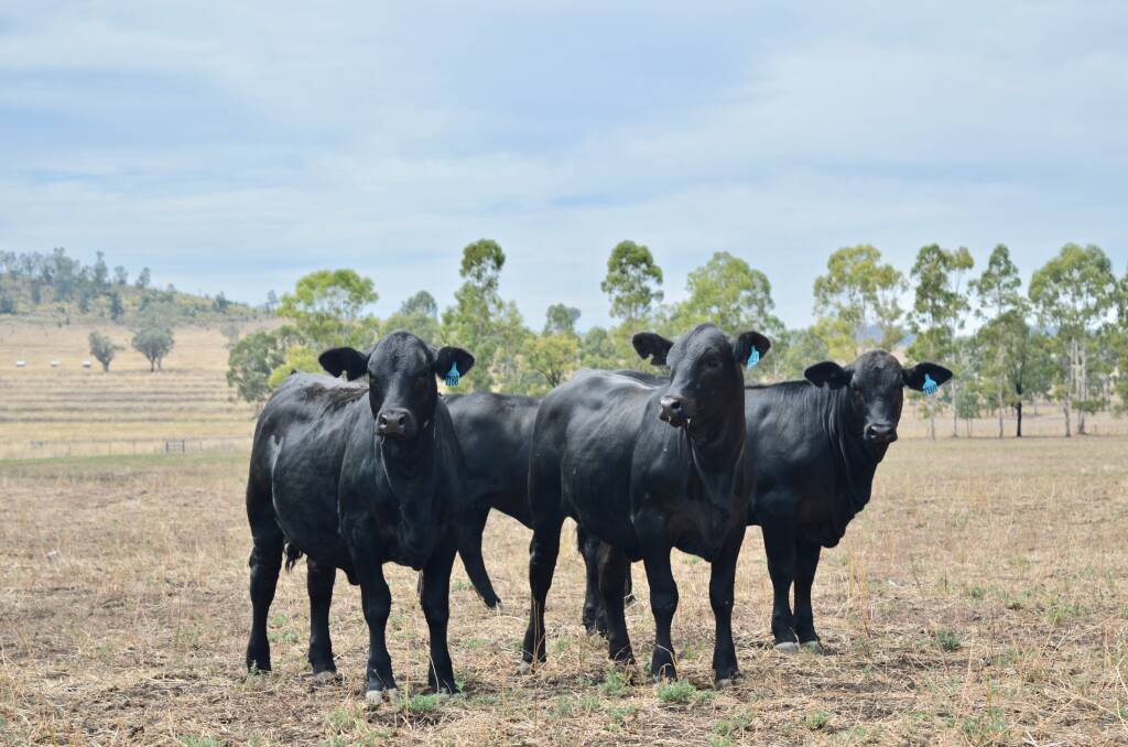 A portion of the 12 young heifers to be offered at the Belview Brangus sale on Friday, June 16. Picture supplied
