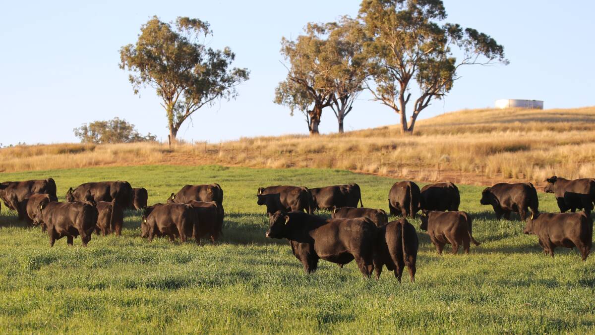 All Booragul progeny are genomic tested, DNA tested, raw data scanned and assessed on docility.