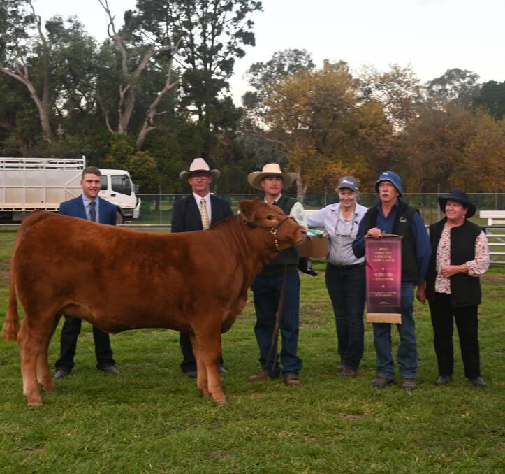 The 2023 Limousin National Show and Sale supreme exhibit, Mistletoe Sweet Cake, with judges Jacob Kerrisk, Coolamon, and Andrew Green, Kyneton, parader Andrew McIntyre, Londrigan, Vic, Debbie Mills, Holbrook Breeders Australia, Holbrook, and Denis and Pam O'Connor, Mistletoe, Greta South, Vic. Picture by Denis Howard 