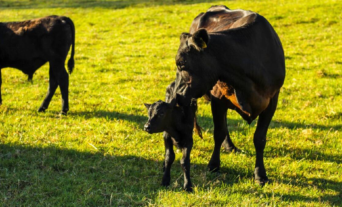 Night and day: Jodie Redcliffe said compared with the calves produced by the cows purchased with Big Bluff, there is a world of difference with the Cochrane calves.