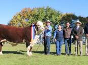 The 2023 grand champion bull, Glendan Park Soprano S115 with Andrew Green, Alicia and Alvio Trovatello, Ben Noller, and Michael Crowley. Picture by Herefords Australia