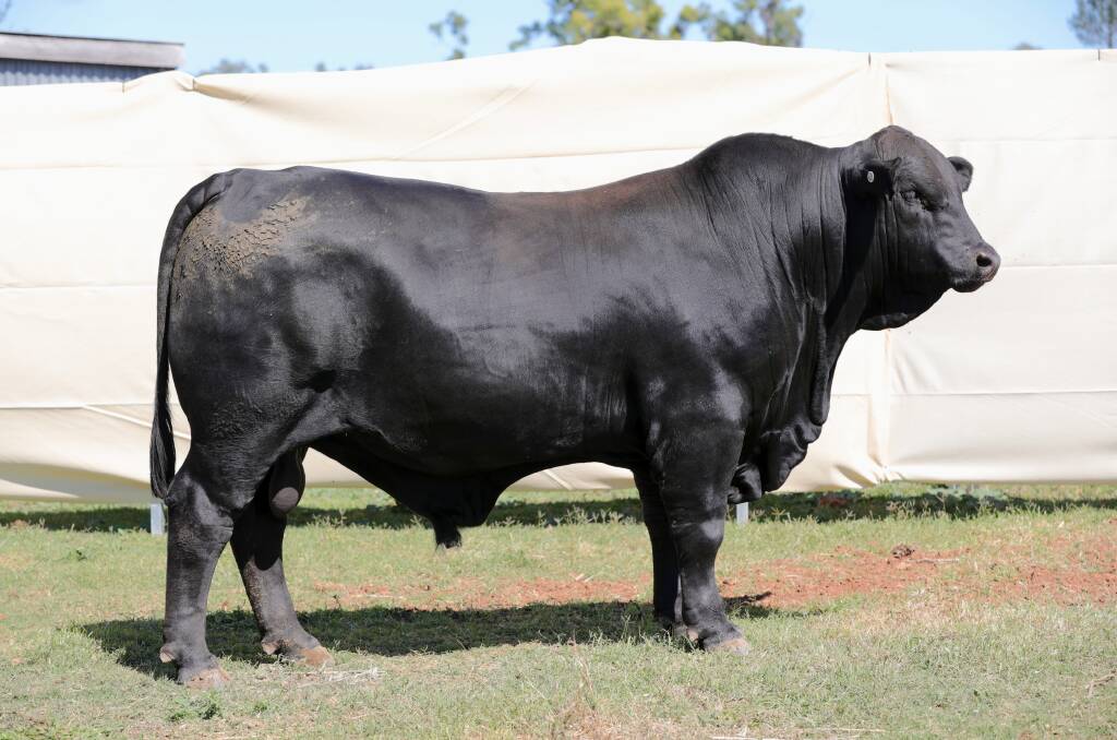 Lot 6, Belview Sorrento S116, sired by Belview Gold Rush N077. Picture supplied