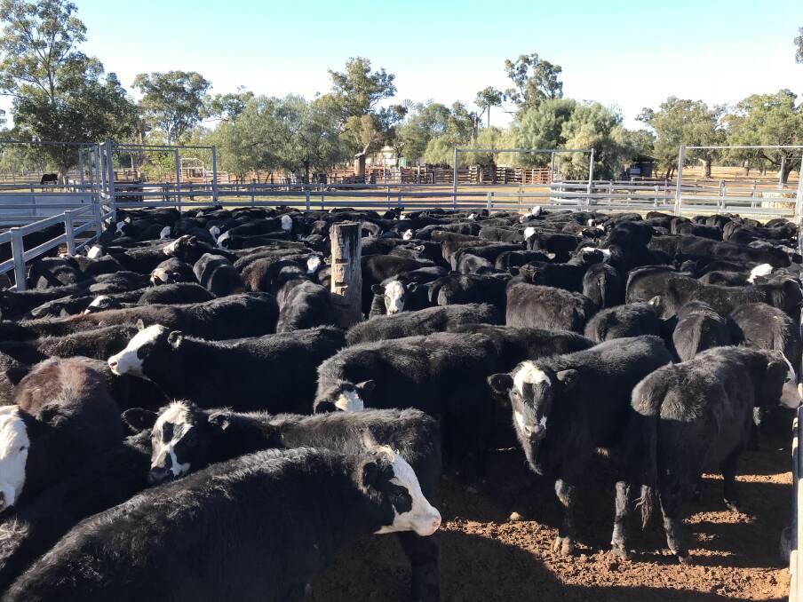 First-cross steers: The Strusses have been growing out their first-cross Angus-Hereford steers to 450kg to 500kg on average at Yellowcap, 18km south of Havelock, since purchasing the property in 2018.