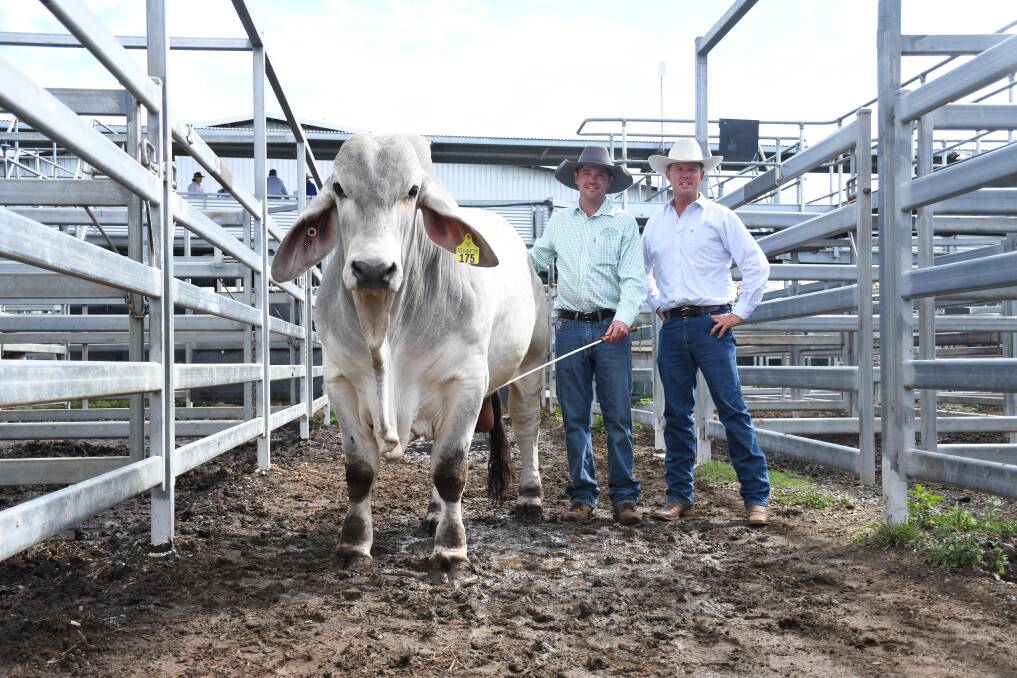 The 2022 sales' $130,000 equal top price grey bull Carinya J Ladbroke-It with vendor Mitch Kirk, and buyer Brett Nobbs. Picture by Clare Adcock 