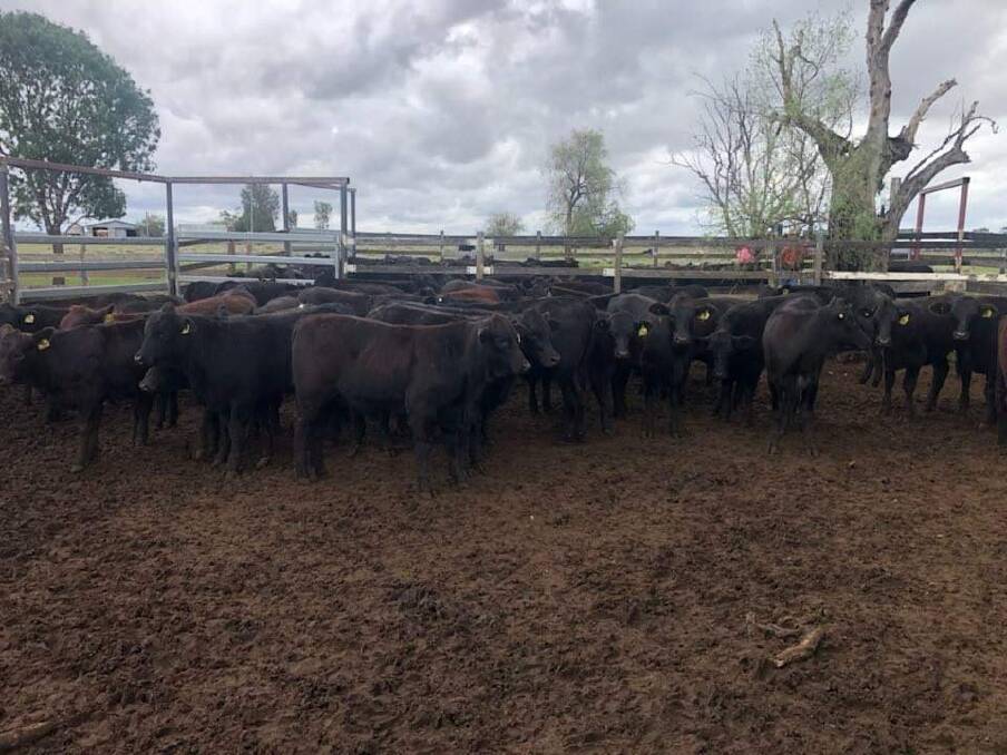 Top sires: Mr Paterson said in addition to helping their progeny pile on kilos quickly, the Ascot Angus bulls are soft and fertile.