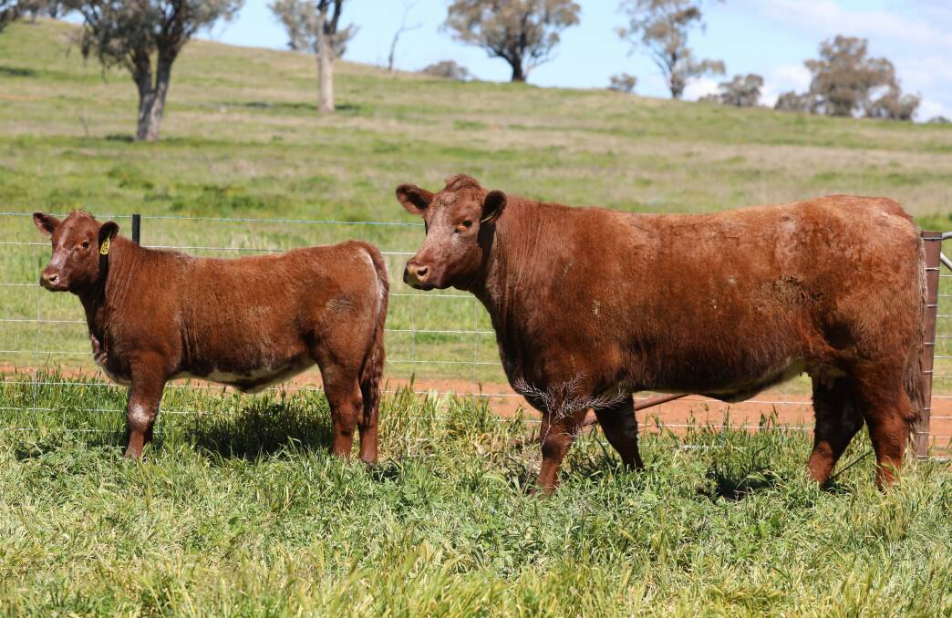 Donor prospect: Lot 15 Moombi Isobel P75 (P), is considered to be a top donor prospect.